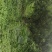 罗汉松大量供应8到25公分，具体情况详谈