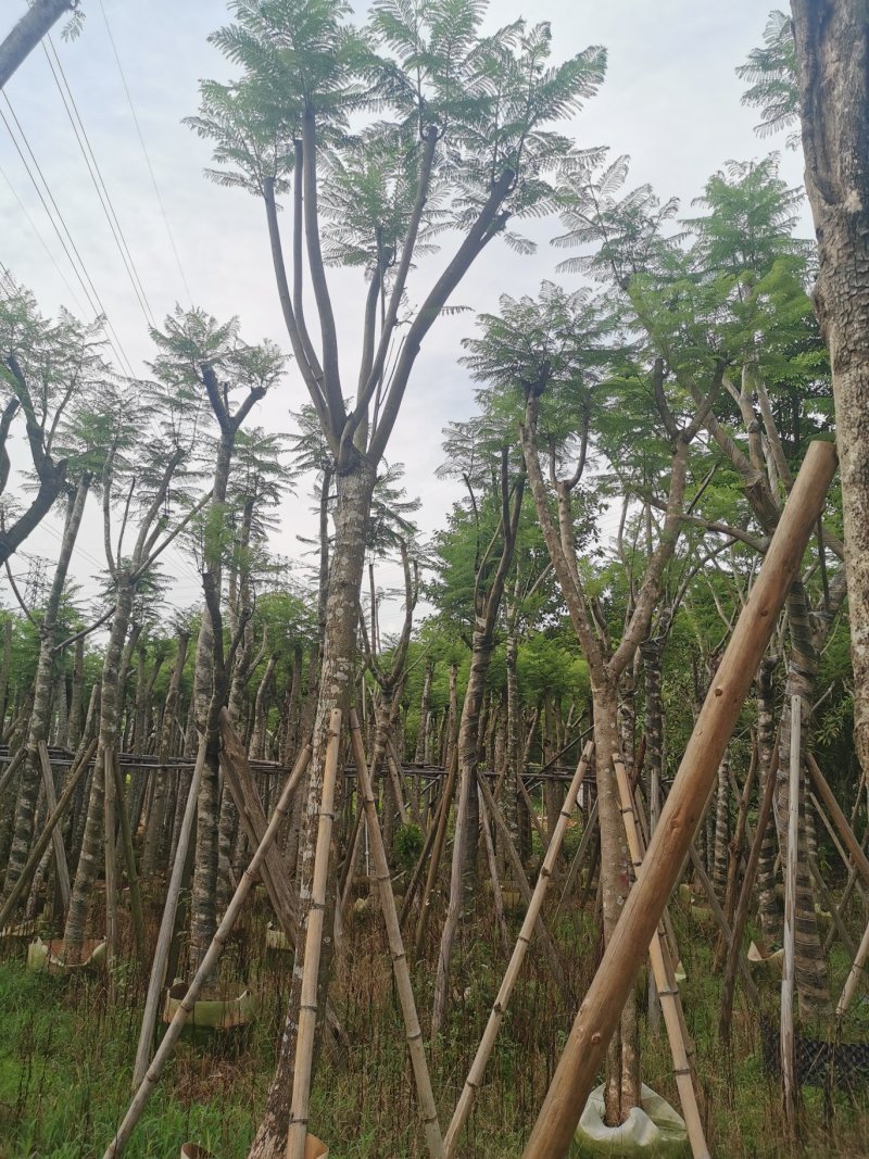 出售自家蓝花楹移植袋苗地苗需要的老板联系