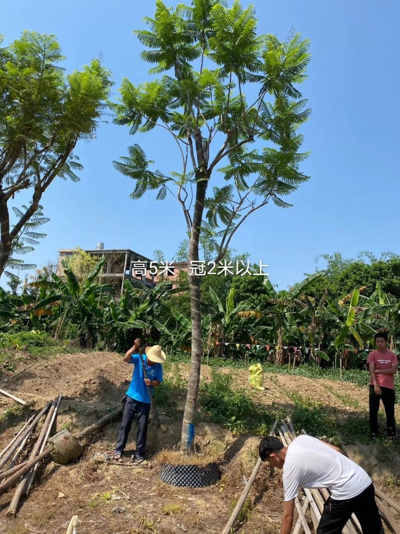 出售自家蓝花楹移植袋苗地苗需要的老板联系