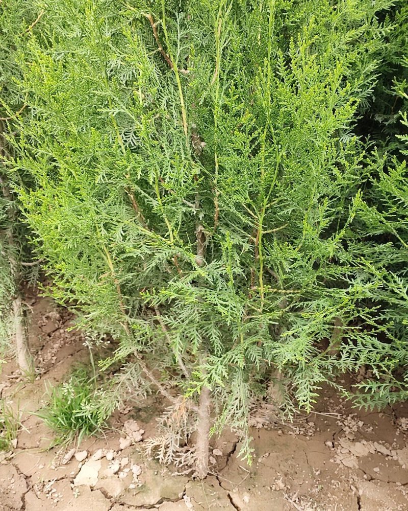 常年大量供应陕西周至优质精品侧柏苗