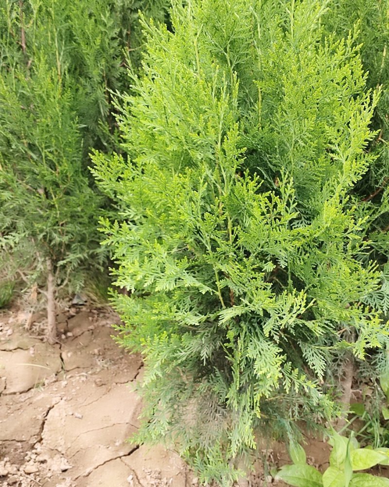 常年大量供应陕西周至优质精品侧柏苗