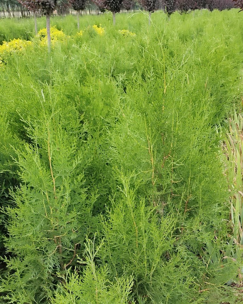常年大量供应陕西周至优质精品侧柏苗
