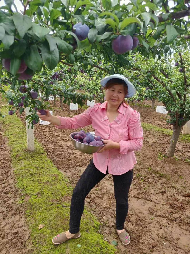 陕西黑布林李子，可以一件代发