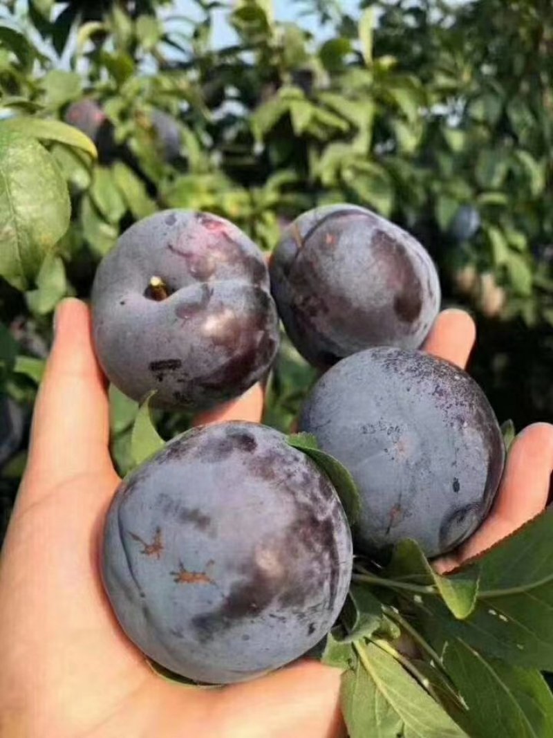 陕西黑布林李子，可以一件代发