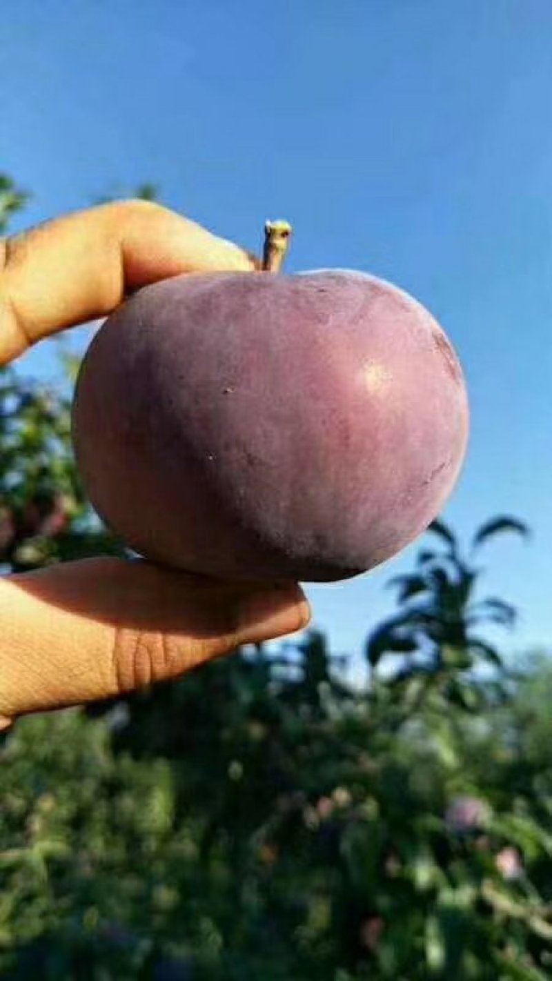 陕西黑布林李子，可以一件代发
