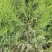 常年大量供应陕西周至优质精品侧柏苗