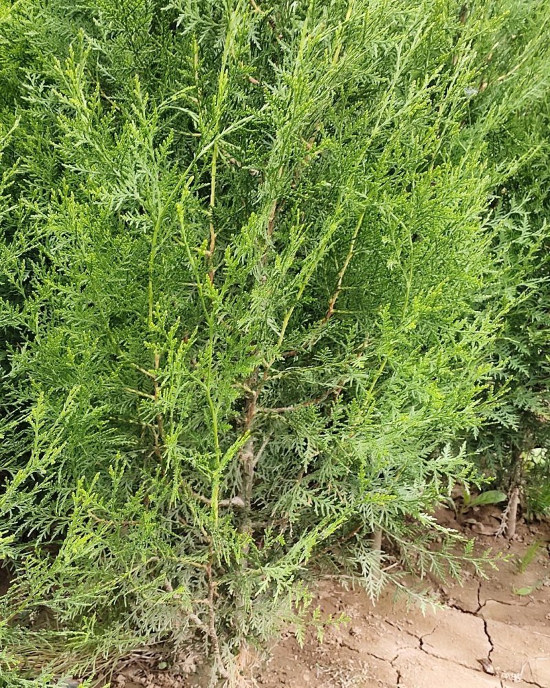 常年大量供应陕西周至优质精品侧柏苗
