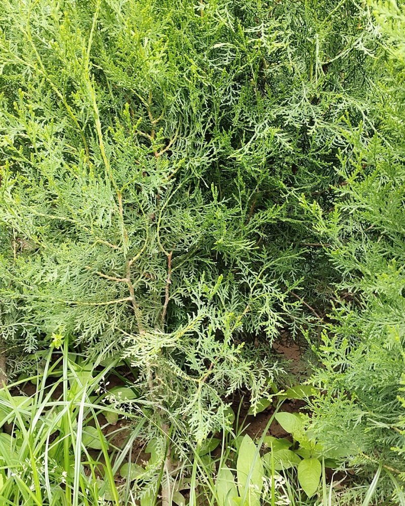 常年大量供应陕西周至优质精品侧柏苗