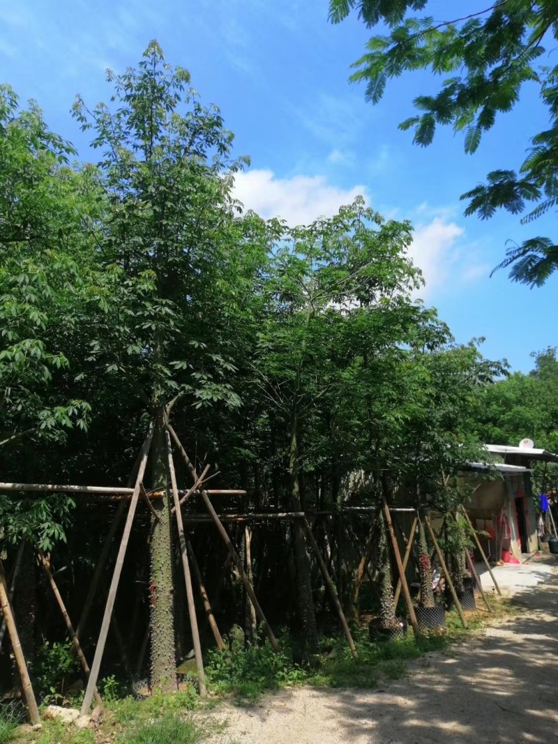 出售美丽木棉移植袋苗挖地苗需要的老板联系