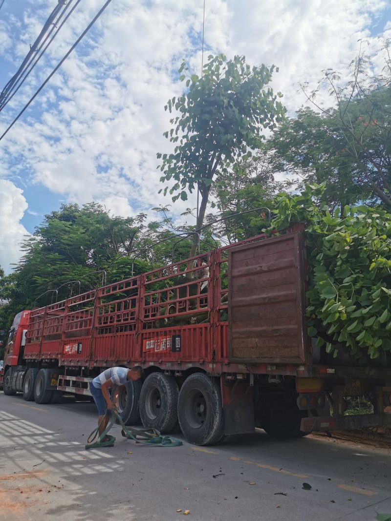 出售宫粉紫荆移植袋苗5-15公分需要的老板联系