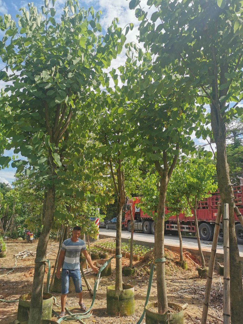 出售宫粉紫荆移植袋苗5-15公分需要的老板联系