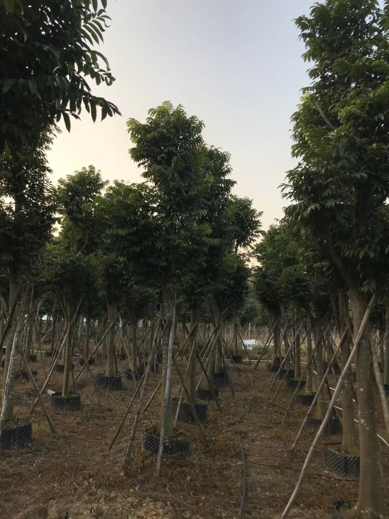 出售人面子移植袋苗8-20公分需要的老板联系