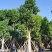 出售人面子移植袋苗8-20公分需要的老板联系
