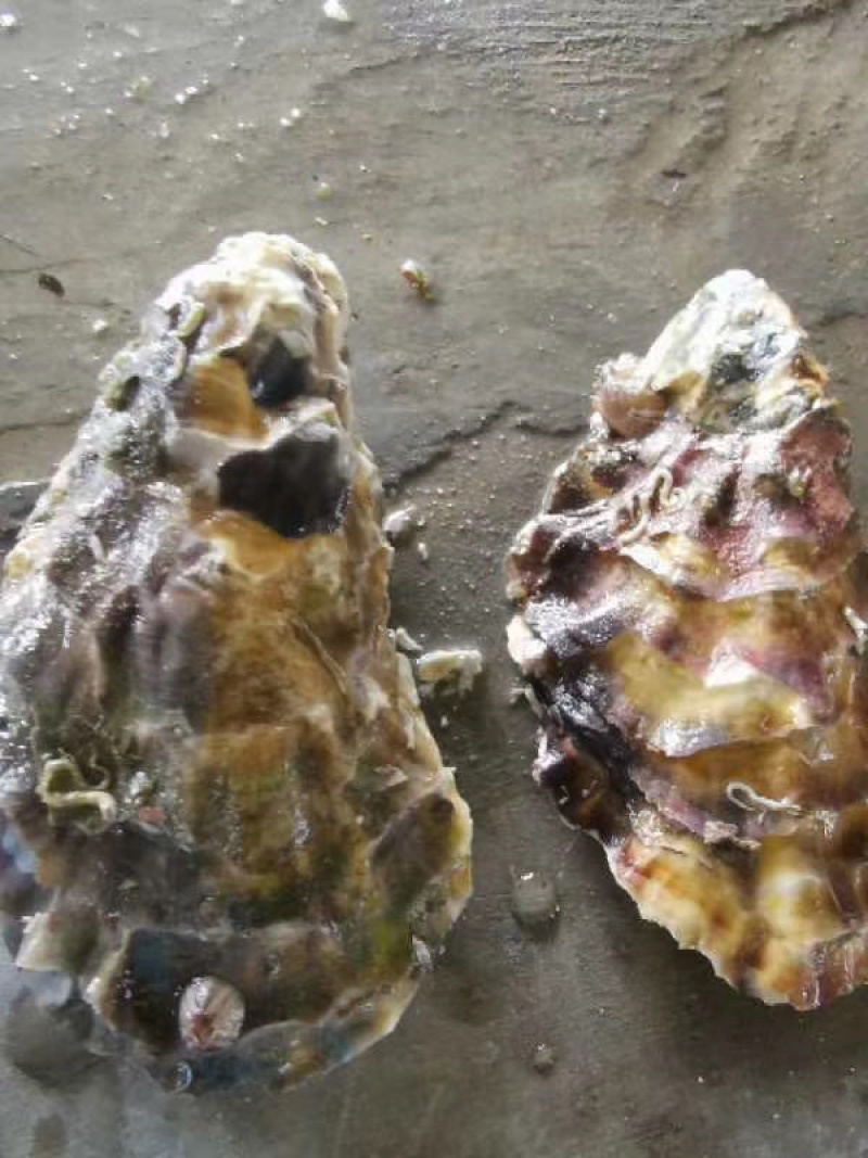 新鲜生蚝，产地直销，货源稳定，肥度饱满，
