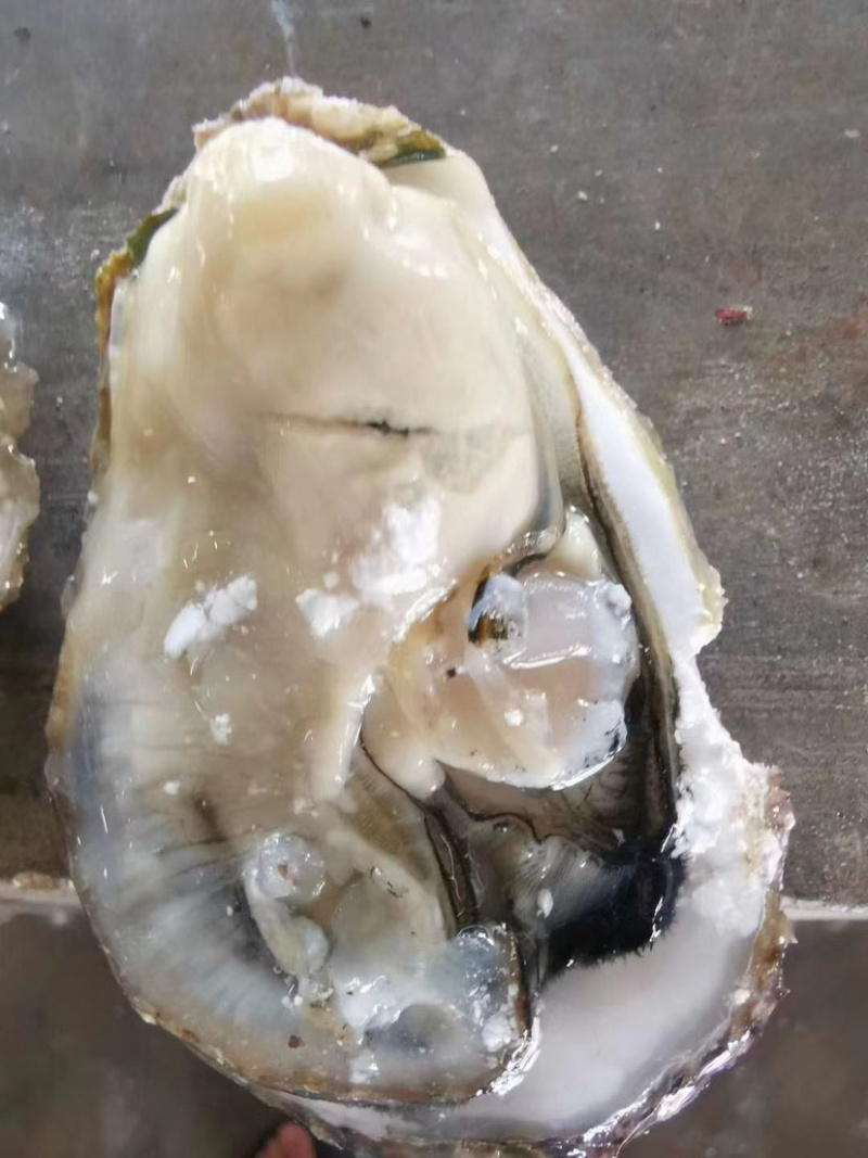 新鲜生蚝，产地直销，货源稳定，肥度饱满，