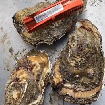 新鲜生蚝，产地直销，货源稳定，肥度饱满，