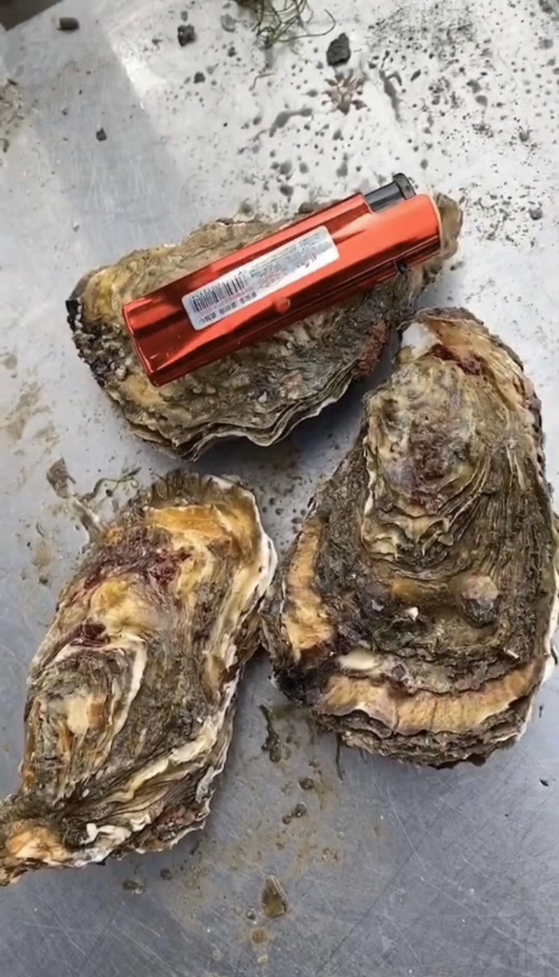 新鲜生蚝，产地直销，货源稳定，肥度饱满，