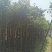 出售香樟移植袋苗5公分15公分-30公分需要的老板联系