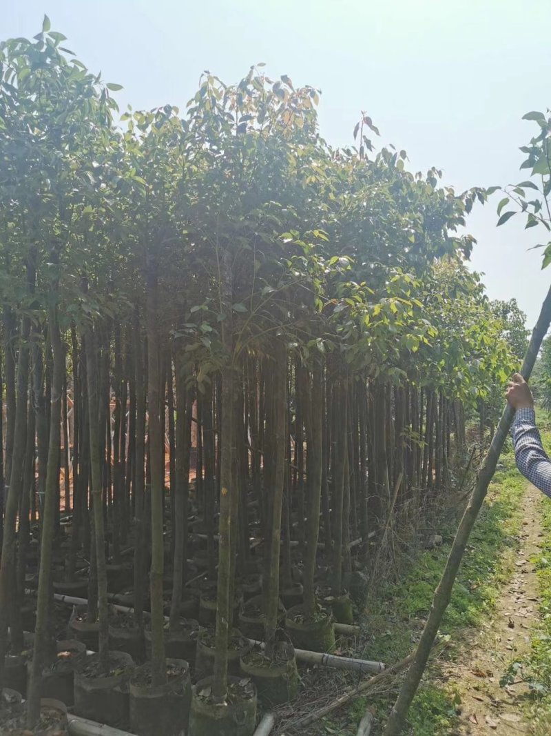 出售香樟移植袋苗5公分15公分-30公分需要的老板联系
