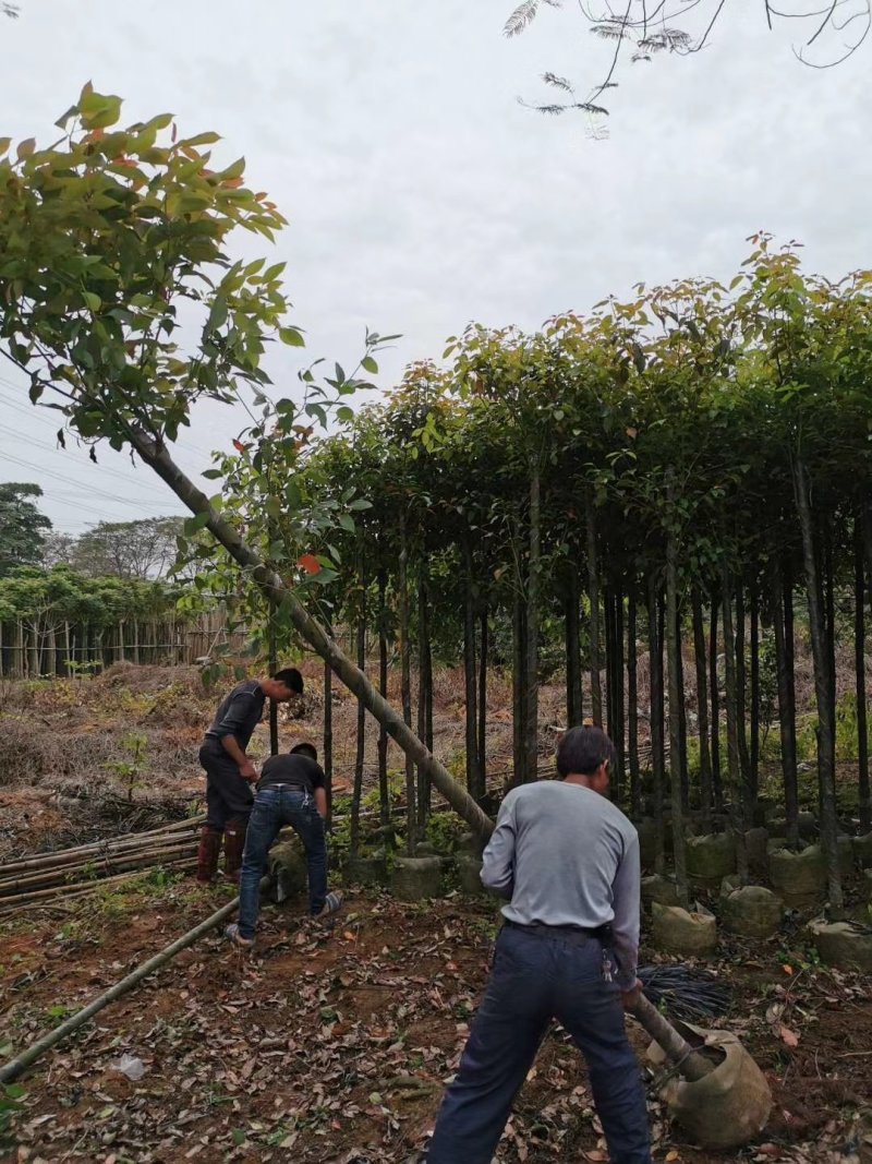 出售香樟移植袋苗5公分15公分-30公分需要的老板联系