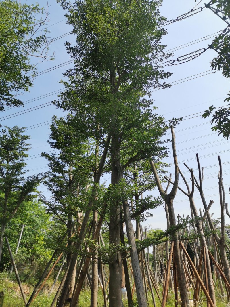 出售细叶榄仁锦叶榄仁移植袋苗地苗需要的老板联系