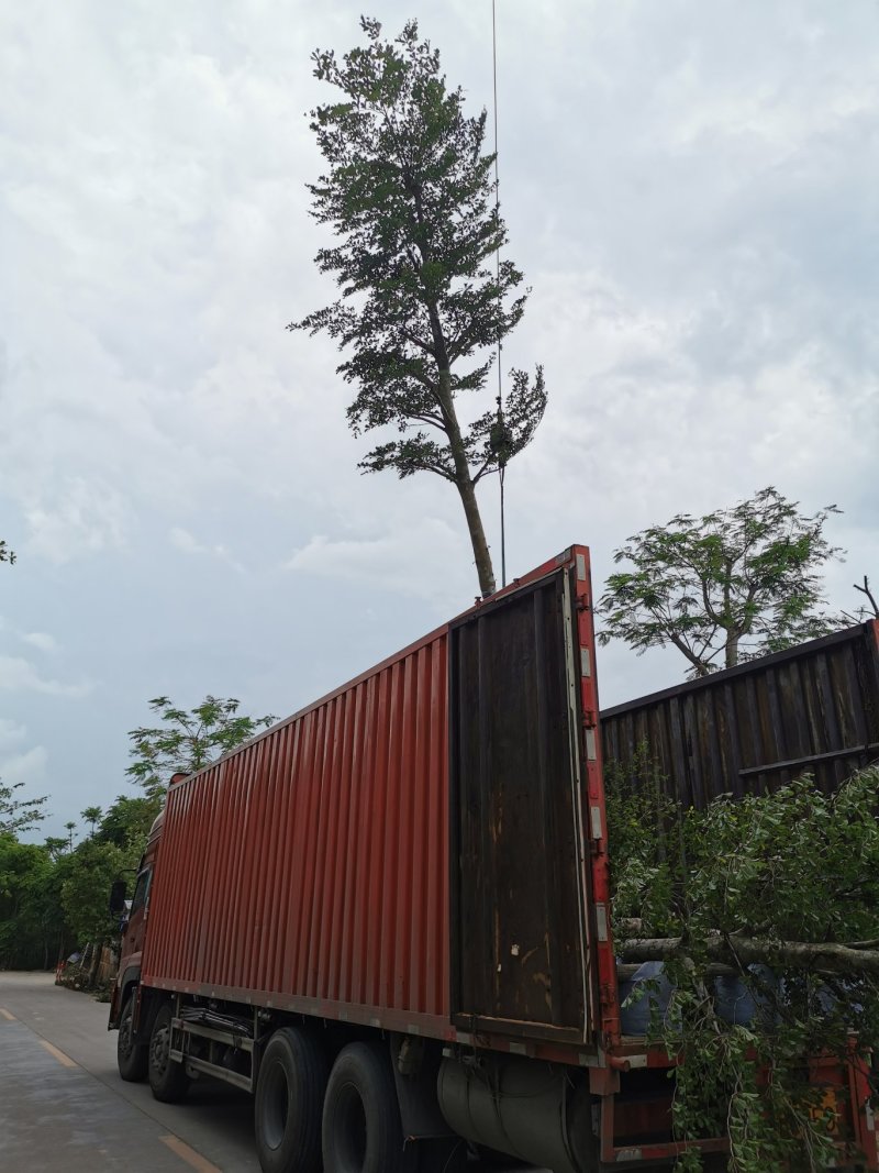 出售细叶榄仁锦叶榄仁移植袋苗地苗需要的老板联系