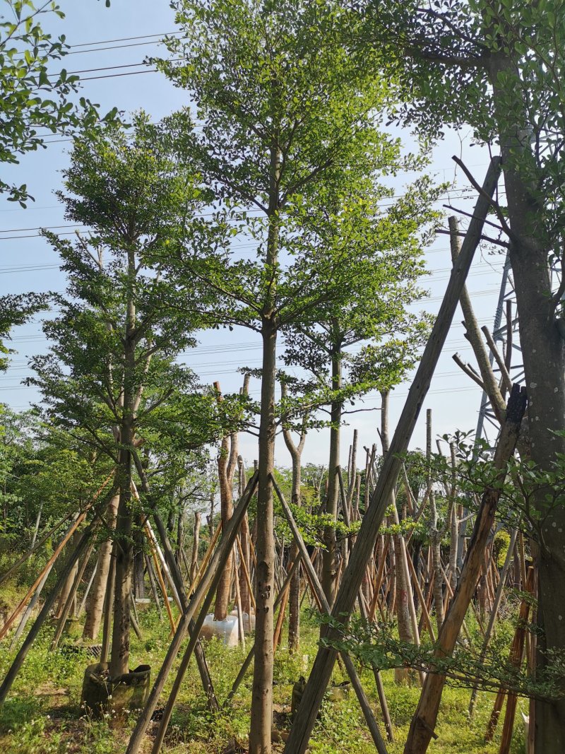出售细叶榄仁锦叶榄仁移植袋苗地苗需要的老板联系
