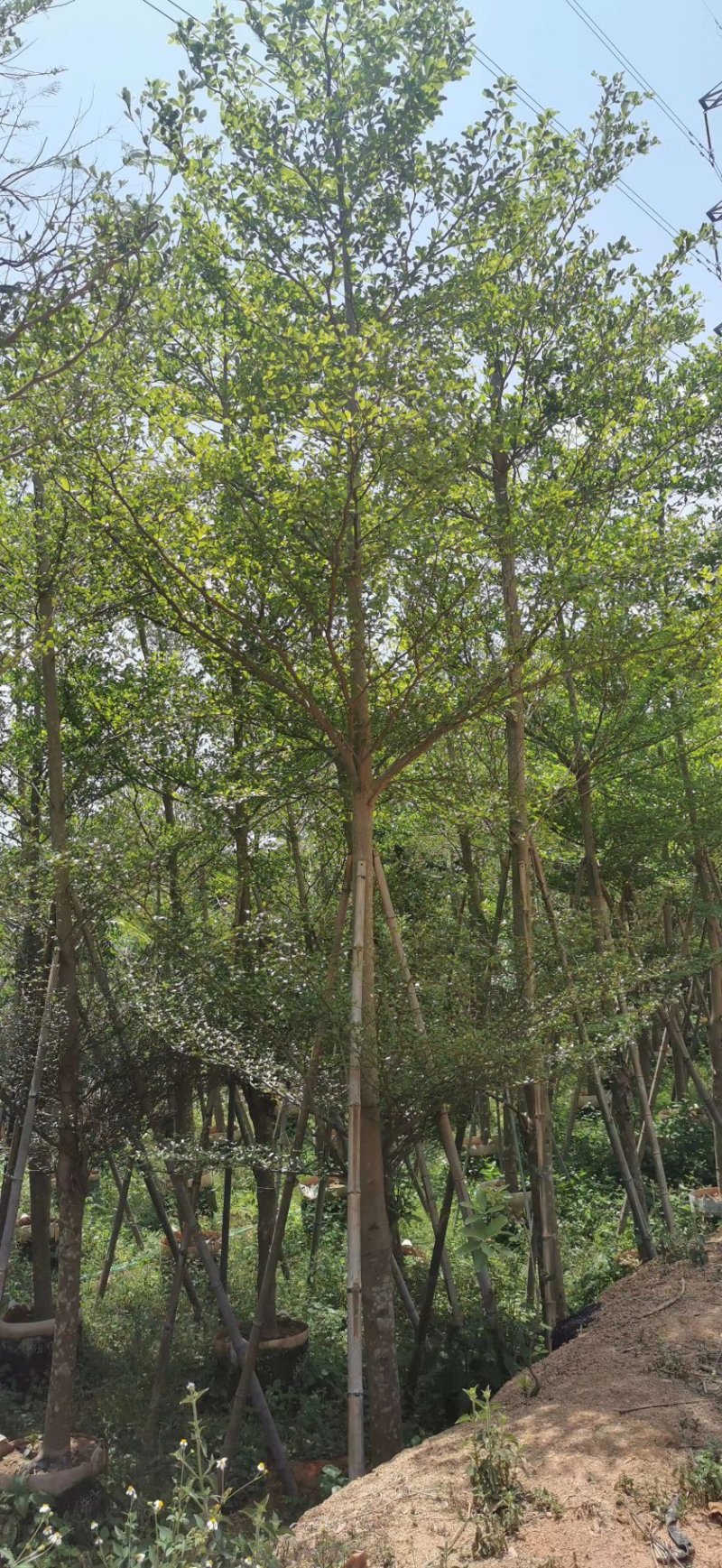 出售细叶榄仁锦叶榄仁移植袋苗地苗需要的老板联系