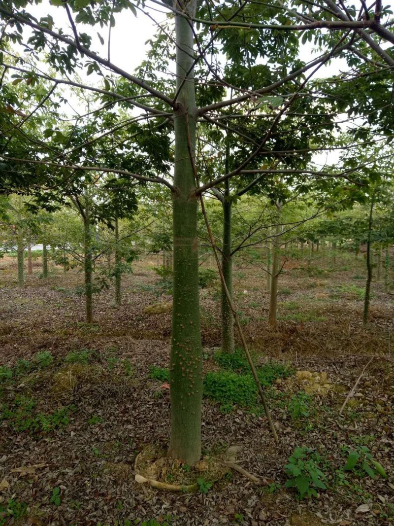 出售大腹木棉移植袋苗地苗需要的老板联系