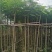出售黄花槐移植袋苗3-10公分需要的老板联系