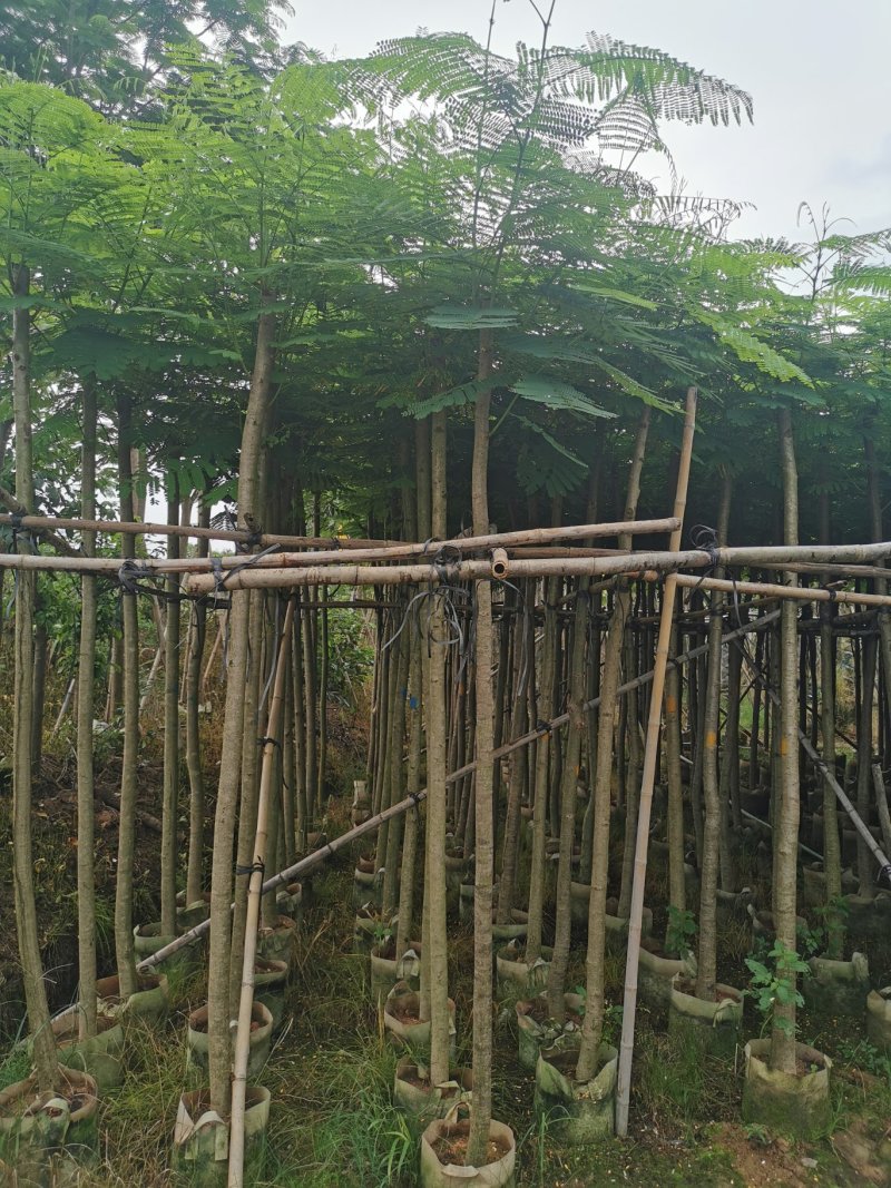 出售黄花槐移植袋苗3-10公分需要的老板联系