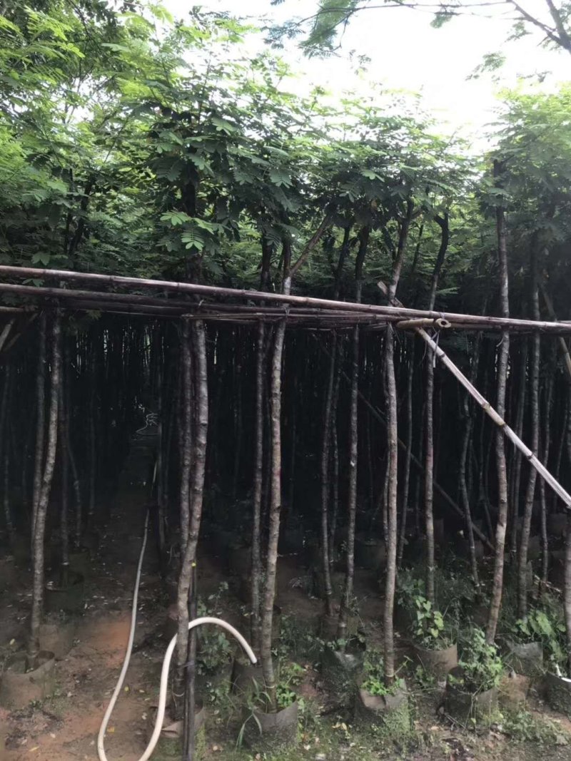 出售黄花槐移植袋苗3-10公分需要的老板联系