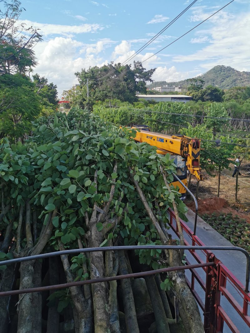 出售黄花槐移植袋苗3-10公分需要的老板联系