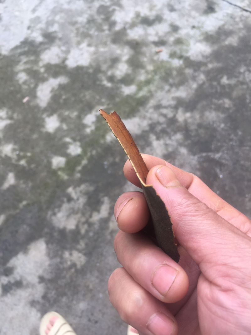 桂皮产地直销批发零售货量大产品优质服务优质