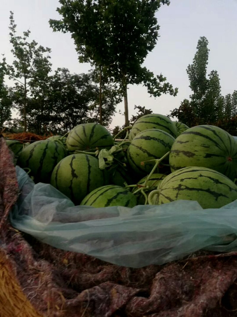 甘肃美都白银美都西瓜产地批发直销一手货源包熟包甜