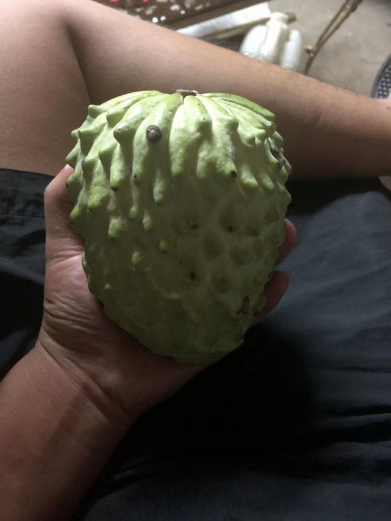 出售自家凤梨释迦黑杯苗产地直供需要的老板联系