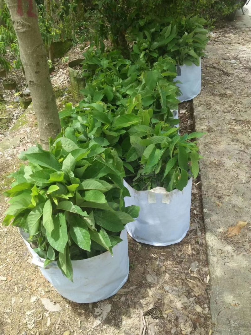 出售自家凤梨释迦黑杯苗产地直供需要的老板联系