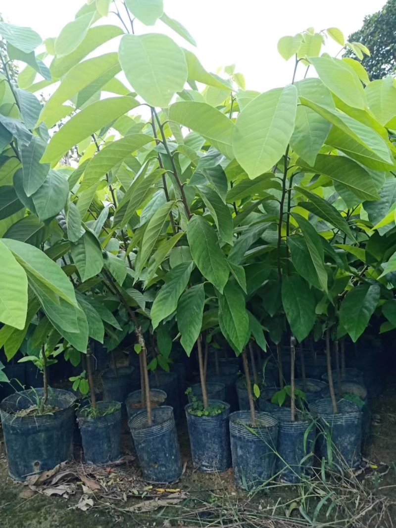 出售自家凤梨释迦黑杯苗产地直供需要的老板联系