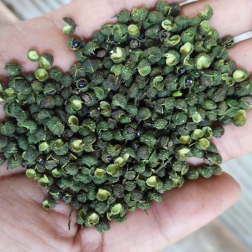 《江津青花椒》产地直发一手货源大量现货