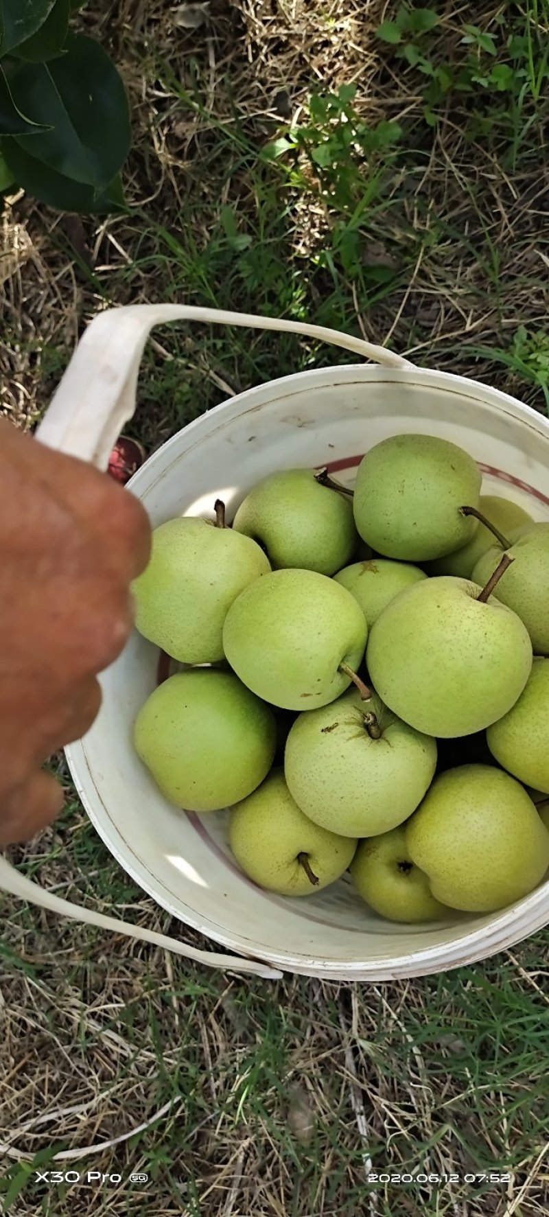 云南夏雪梨.皇冠梨产地直销～价格便宜
