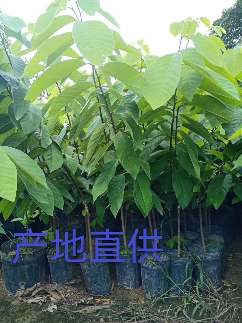 出售自家凤梨释迦黑杯苗产地直供需要的老板联系