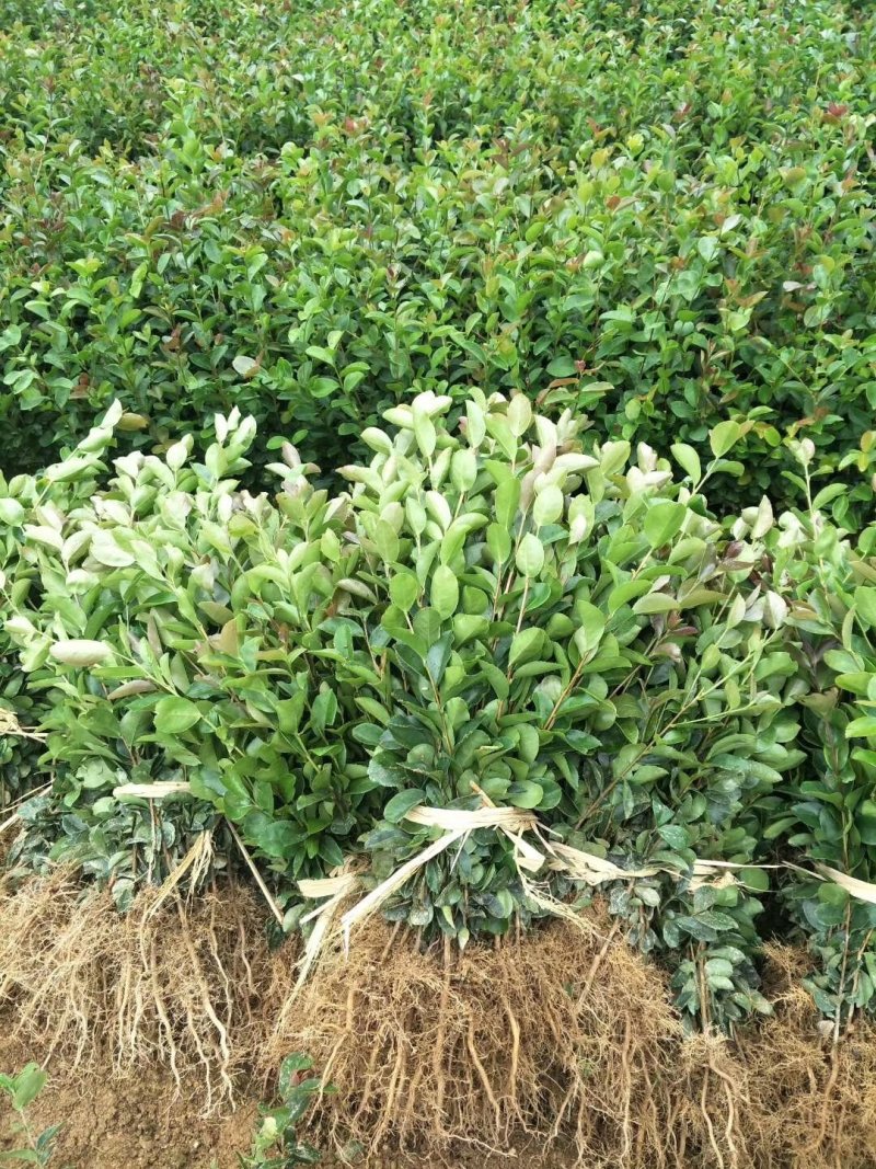 油茶苗，供应裸根火力楠，火力楠袋苗，香樟袋苗，枫香袋苗，