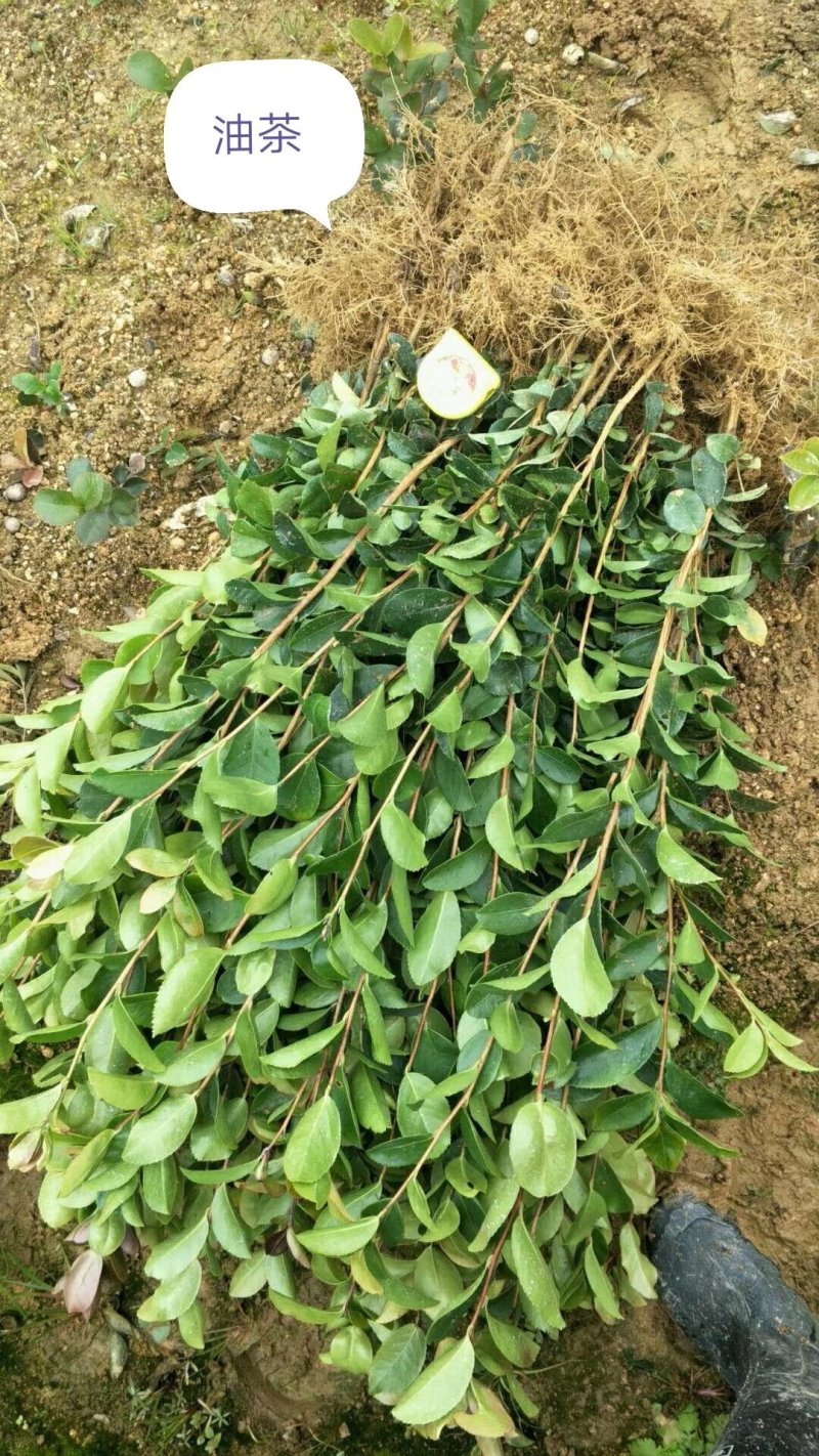 油茶苗，供应裸根火力楠，火力楠袋苗，香樟袋苗，枫香袋苗，