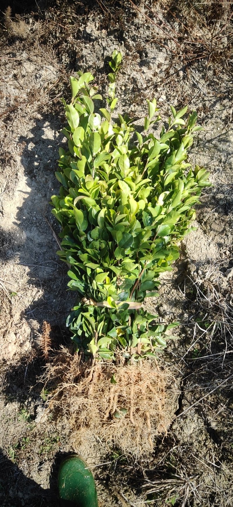 油茶苗，供应裸根火力楠，火力楠袋苗，香樟袋苗，枫香袋苗，