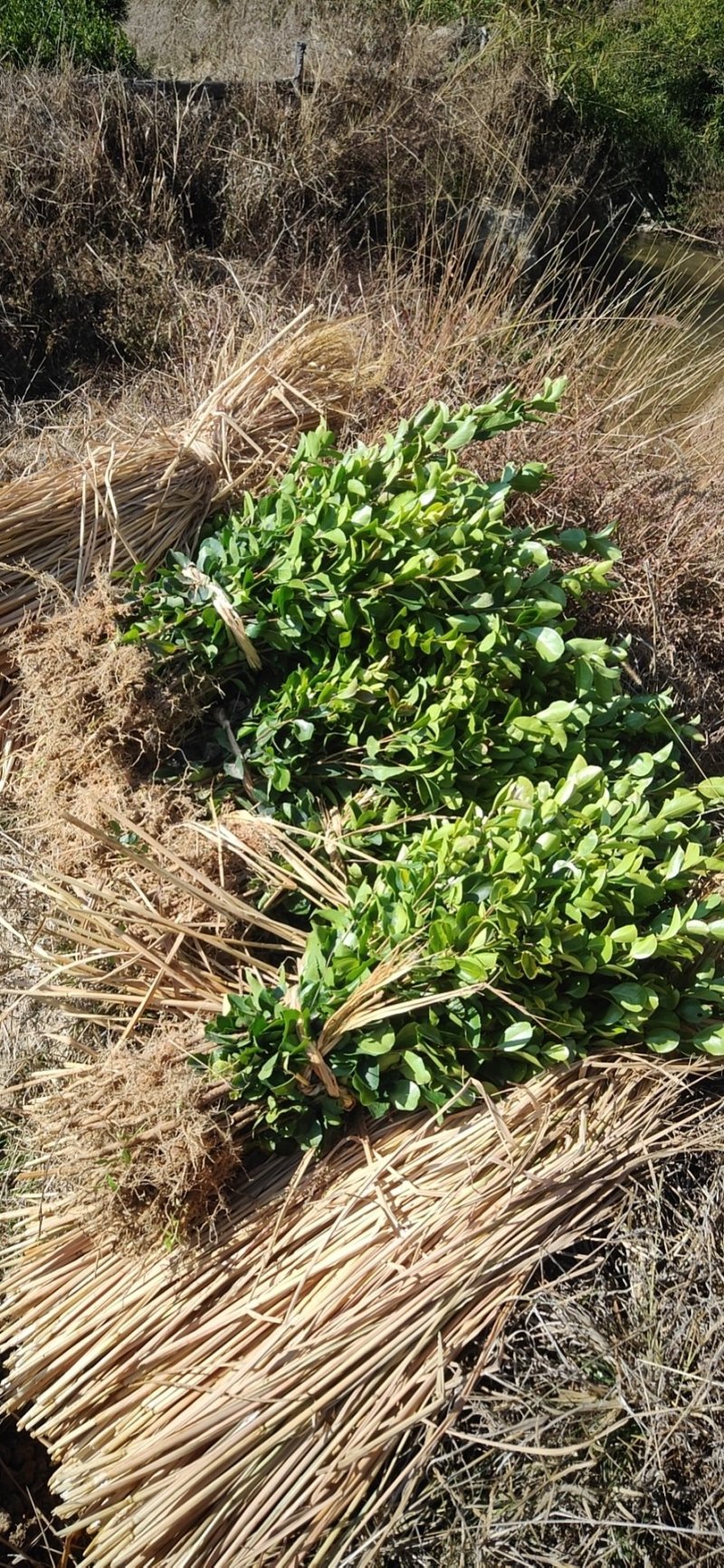油茶苗，供应裸根火力楠，火力楠袋苗，香樟袋苗，枫香袋苗，