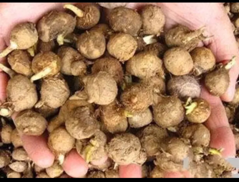 旱半夏种球，技术指导，旱半夏种苗，出苗率90%一件代发