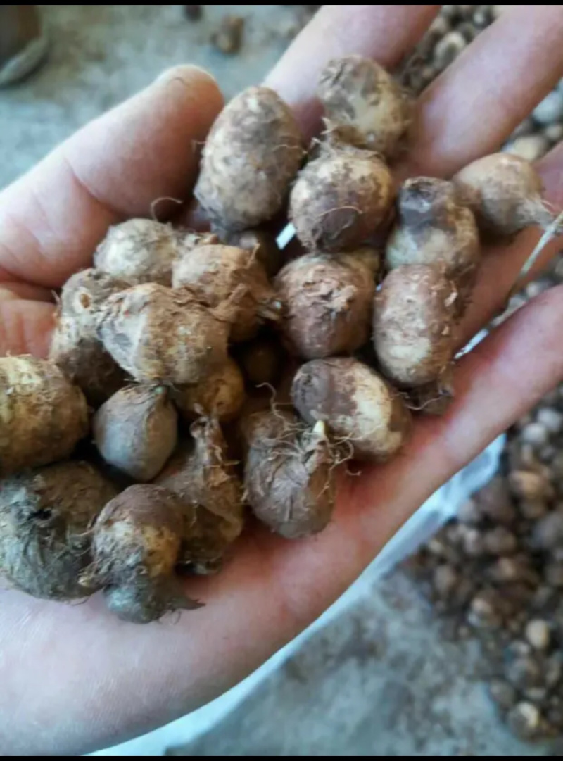 旱半夏种球，技术指导，旱半夏种苗，出苗率90%一件代发