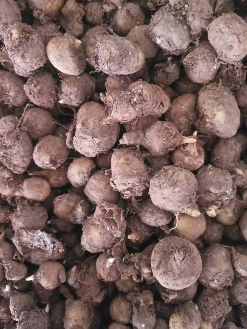 旱半夏种球，技术指导，旱半夏种苗，出苗率90%一件代发