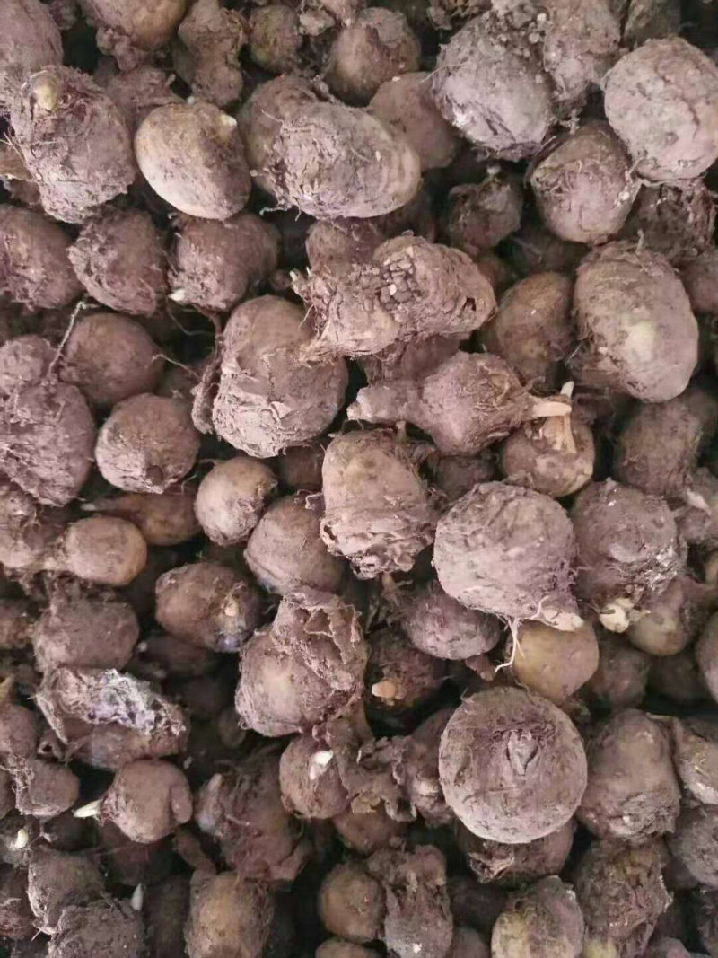 旱半夏种球，技术指导，旱半夏种苗，出苗率90%一件代发