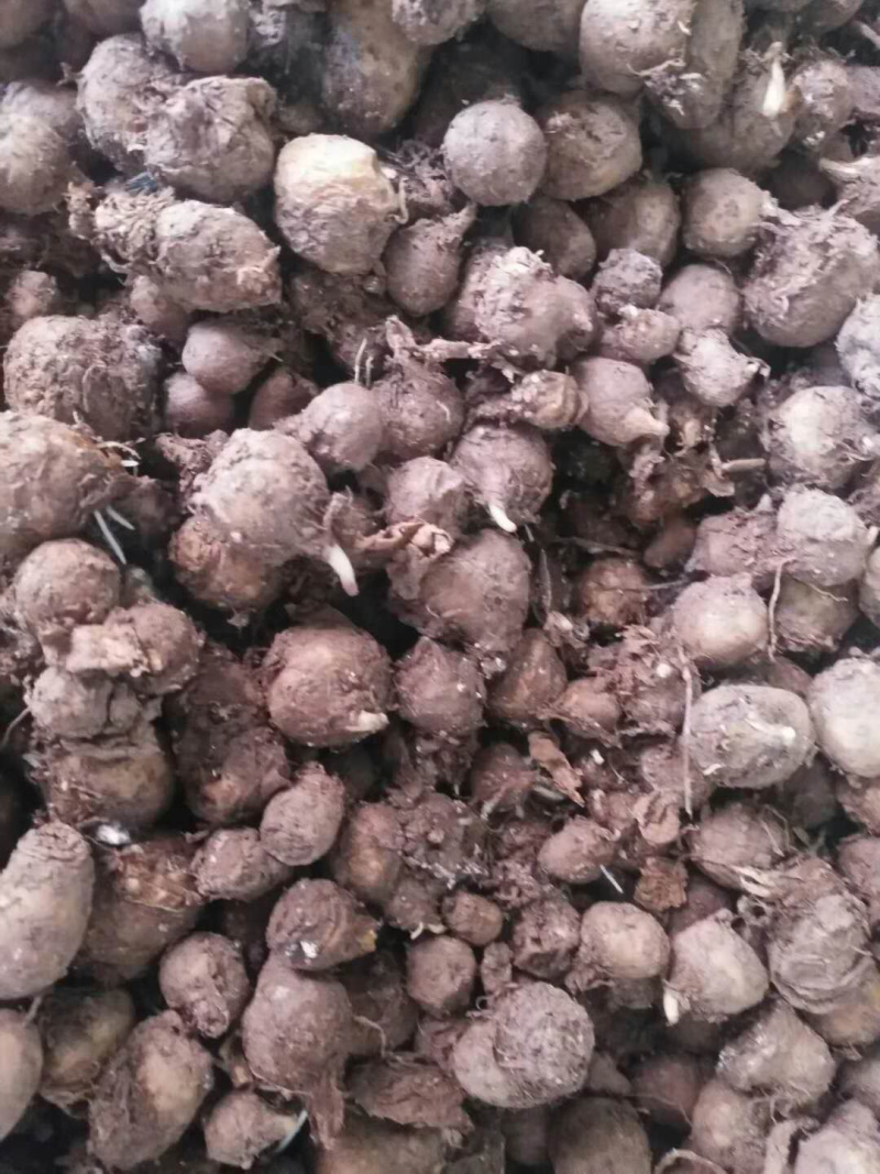 旱半夏种球，技术指导，旱半夏种苗，出苗率90%一件代发